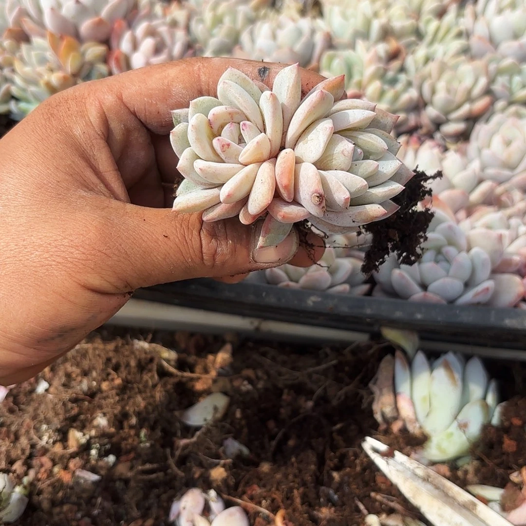 M****子兔子的东西好看