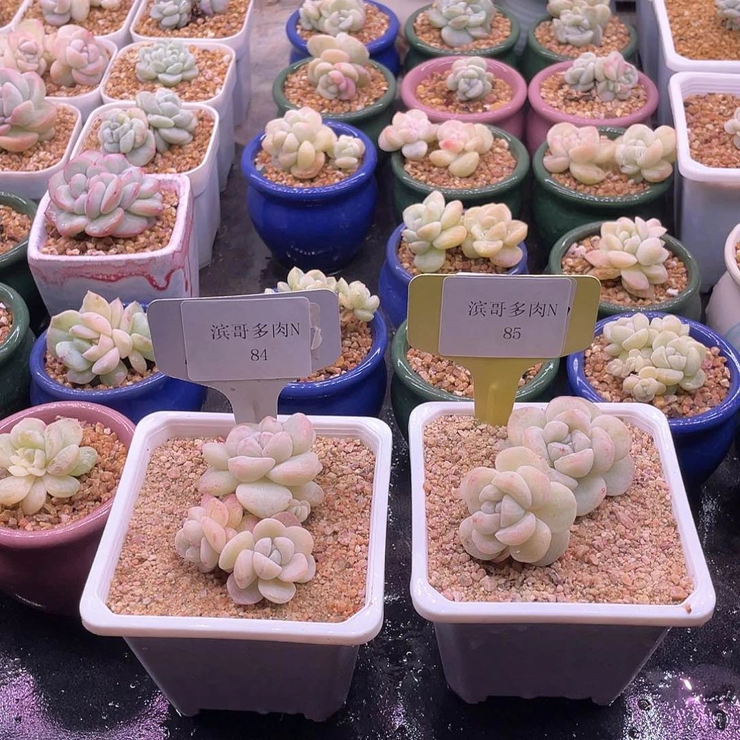 L*v滨哥多肉N84，85冰玉石化