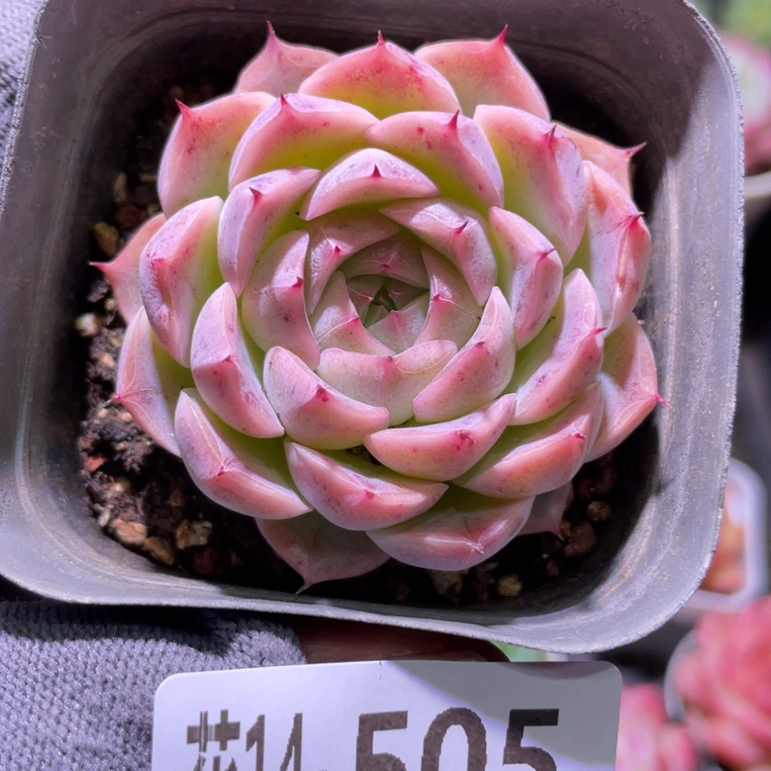花利美14-505新品
