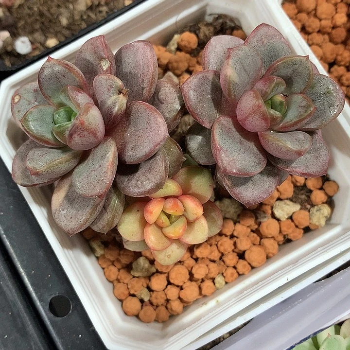 葡萄锦锦锦锦三个头