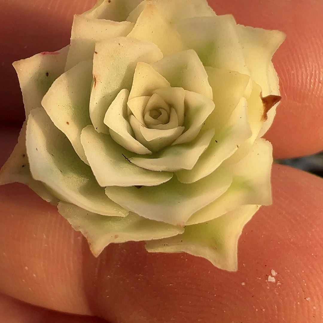 *****山地玫瑰锦秋夕1008号