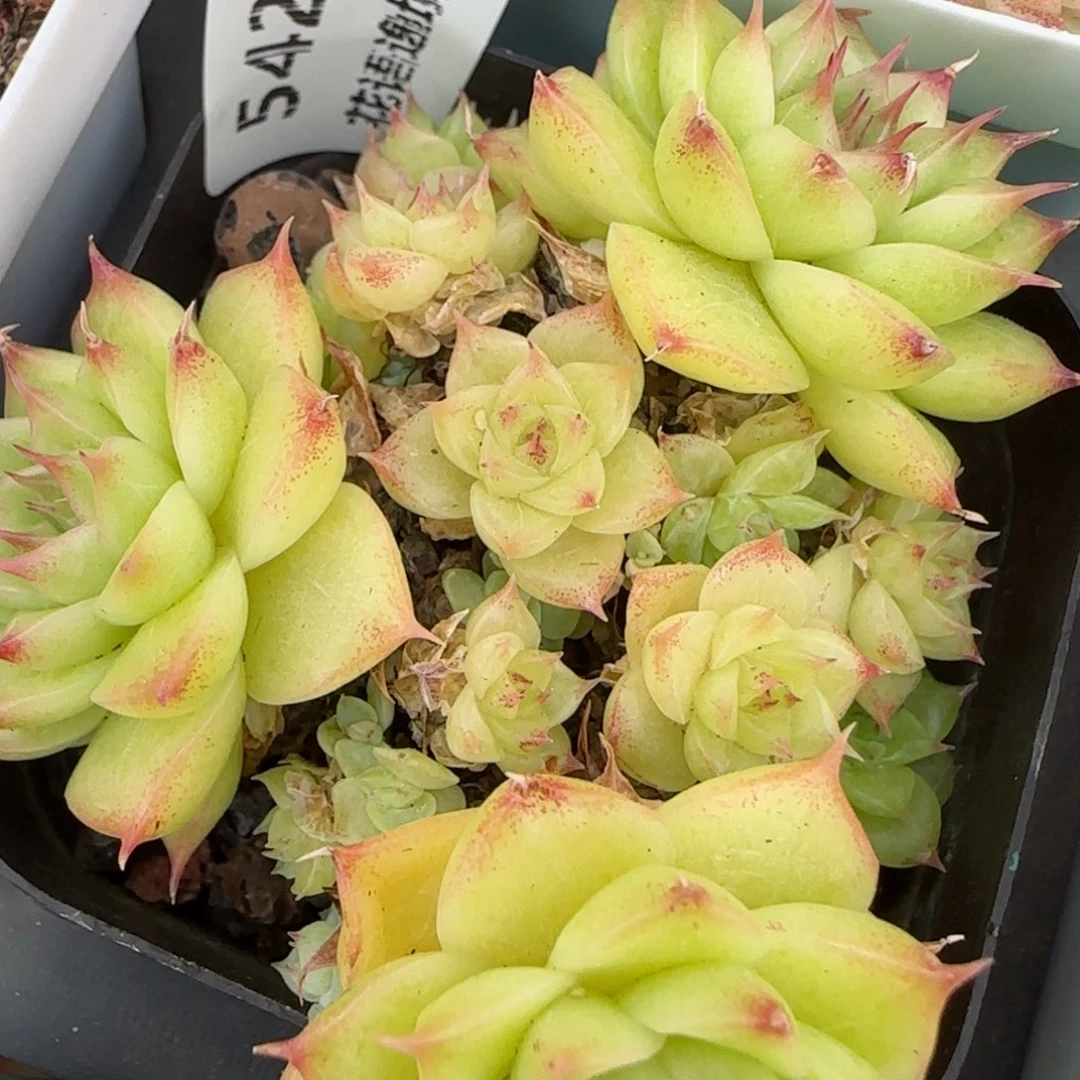 花语逸镜0203-542散