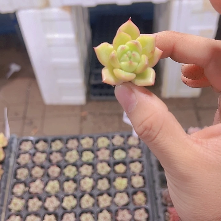 星芒 满10颗包邮多肉植物