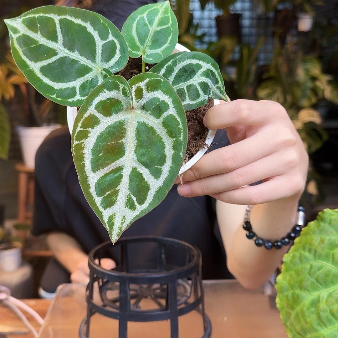 一***光完全开放一物一拍S181