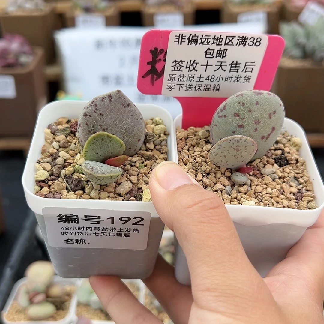 192银波粉蛋变量多肉