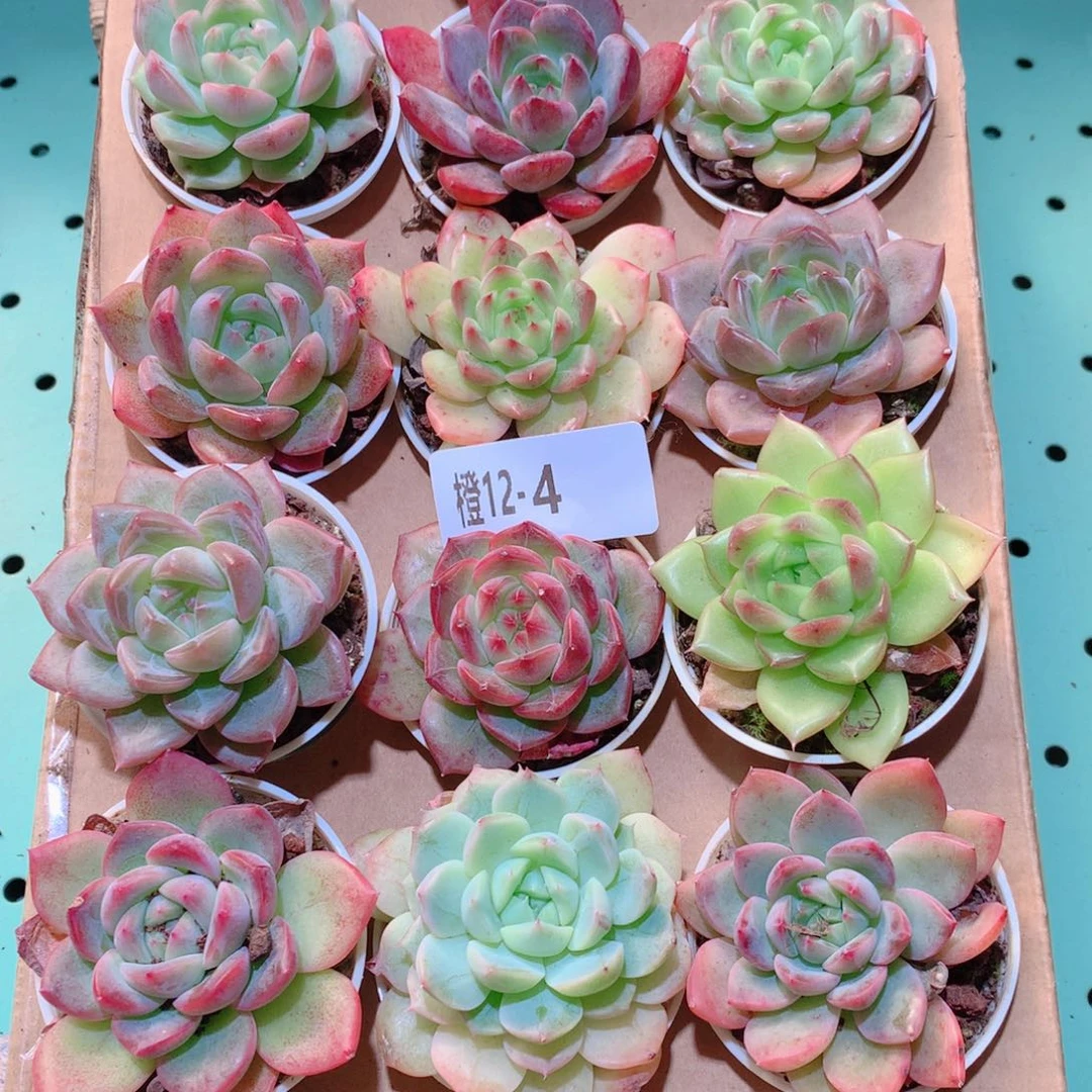 12-4一物一拍多肉带盆18颗