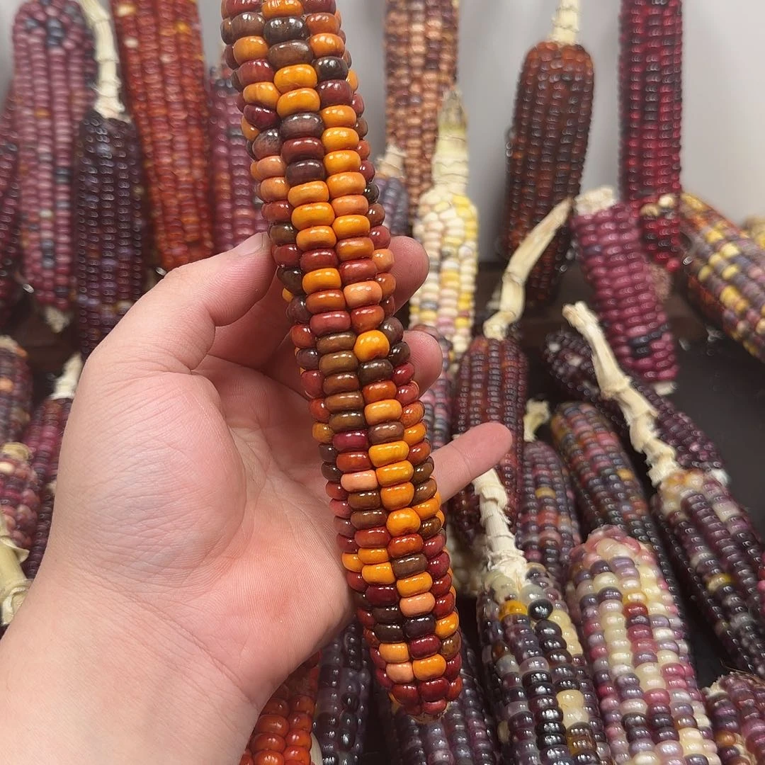 啾***啾大叶紫檀（黑酸枝木类）