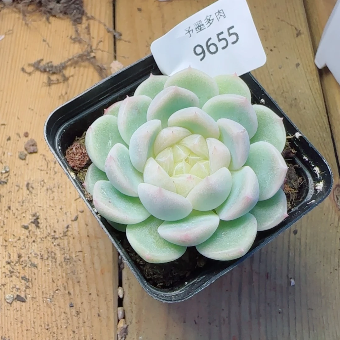 白底泼天富贵，9655多肉植物