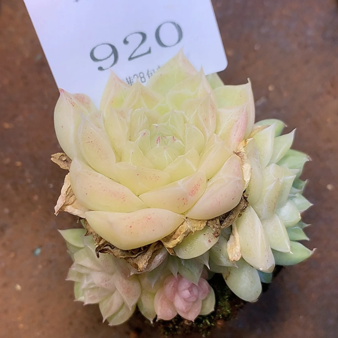 【闪购商品】云920