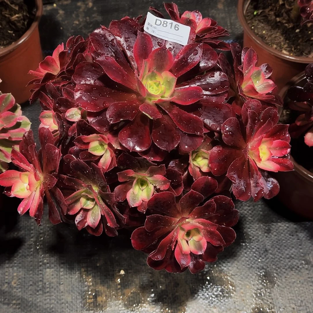 多肉植物816美杜莎