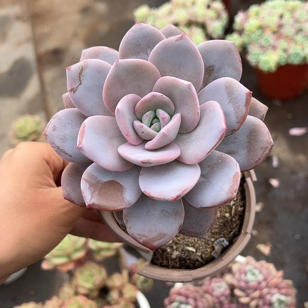 红茶大单头精品特价二盆