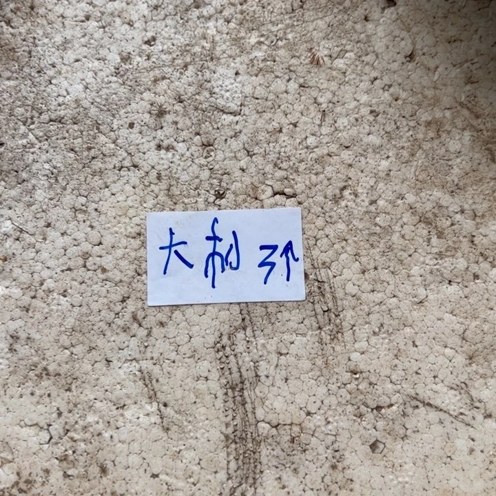 吃***福两个黄大刺叶片5555555