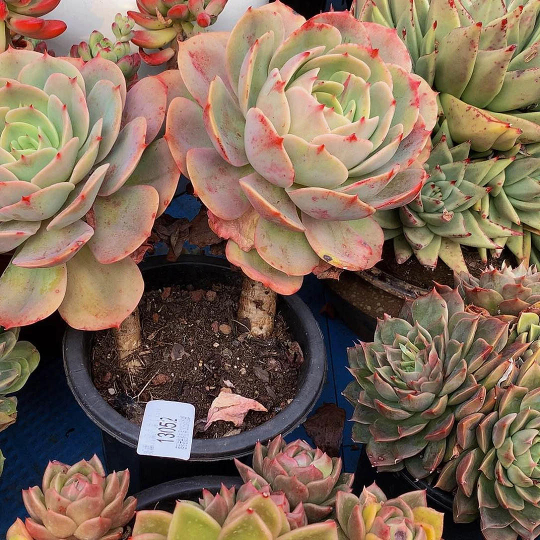 ～***～白雪公主13052多肉多肉吗