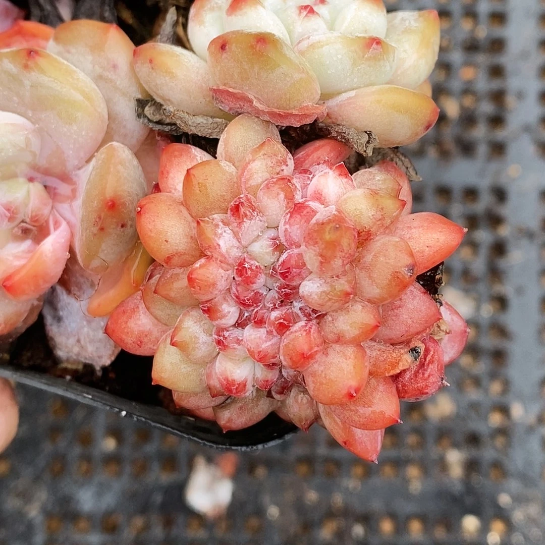 橙子梦露缀化一物一拍