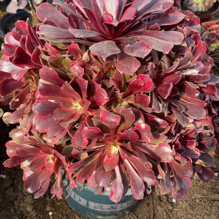 无花朵775多肉植物蒙娜丽莎