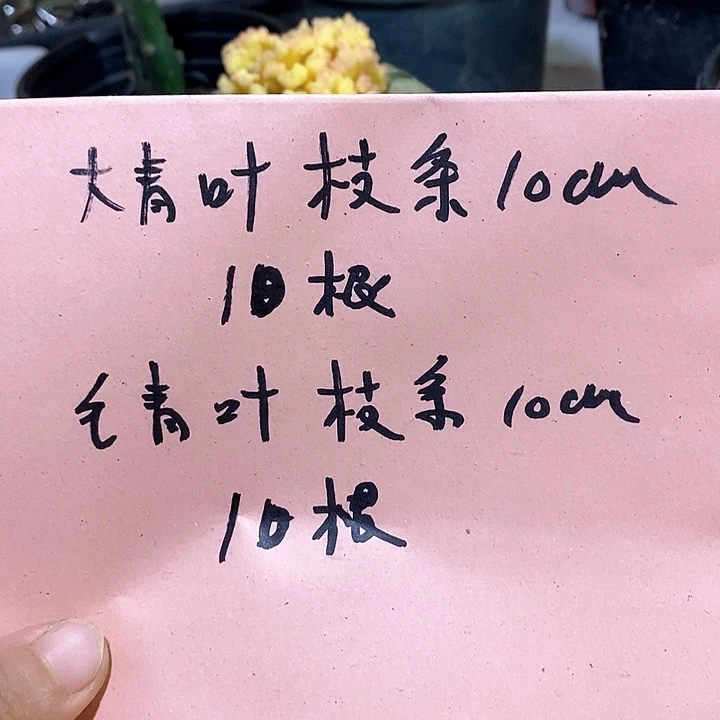 毛青叶加大青叶枝条共20根10厘米