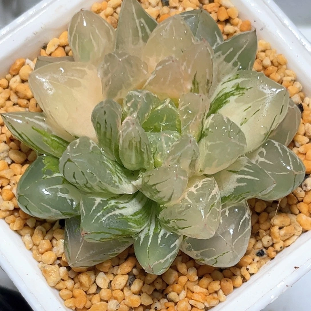 恭喜发财大吉大利0995