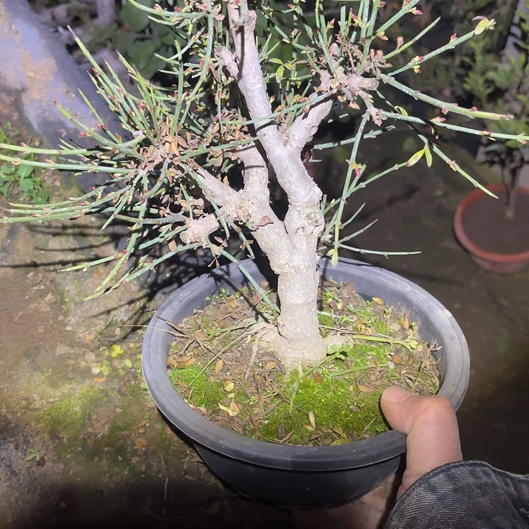 信***缰迎春花一颗脱盆发货