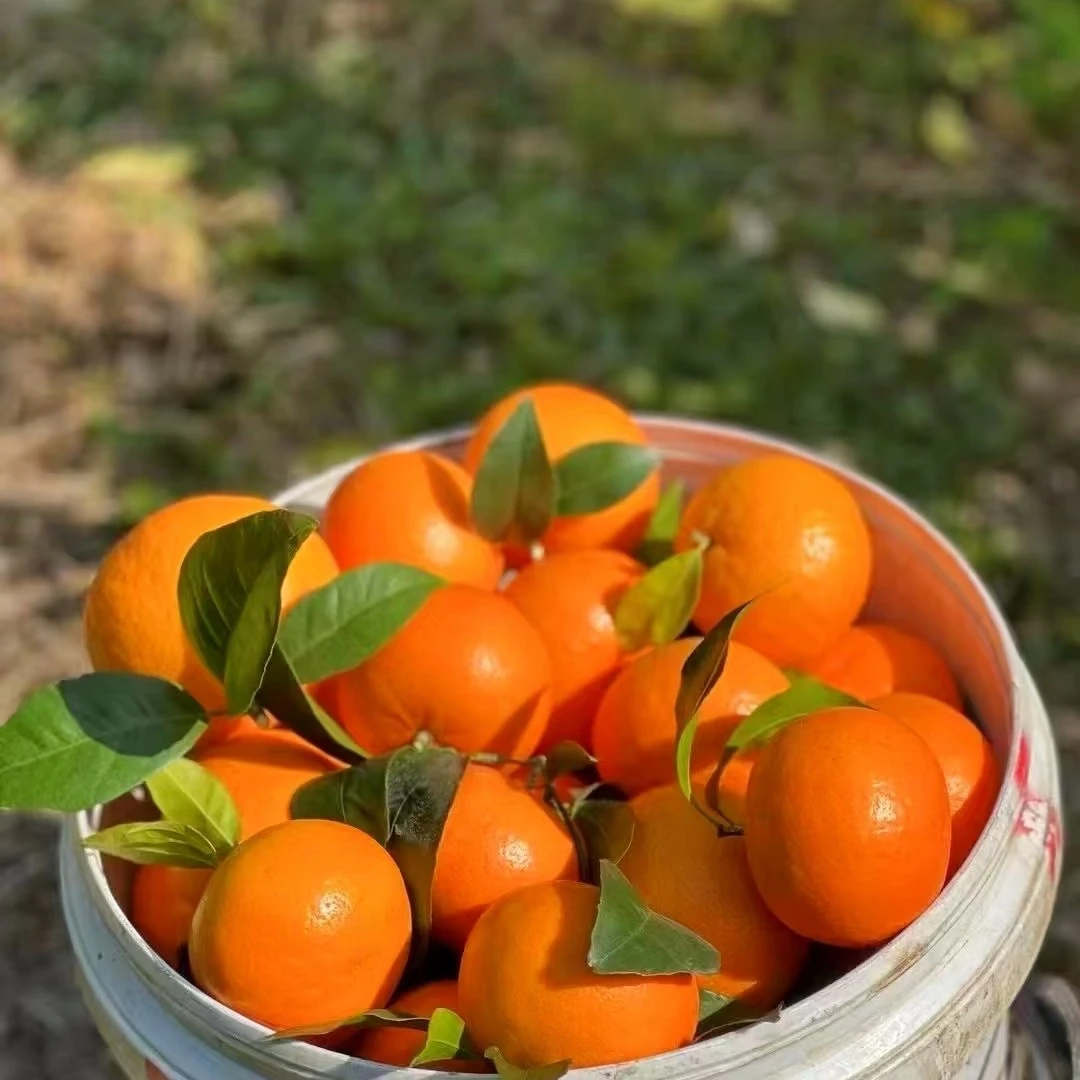 【新春福利】广西武鸣沃柑(1斤)广东省