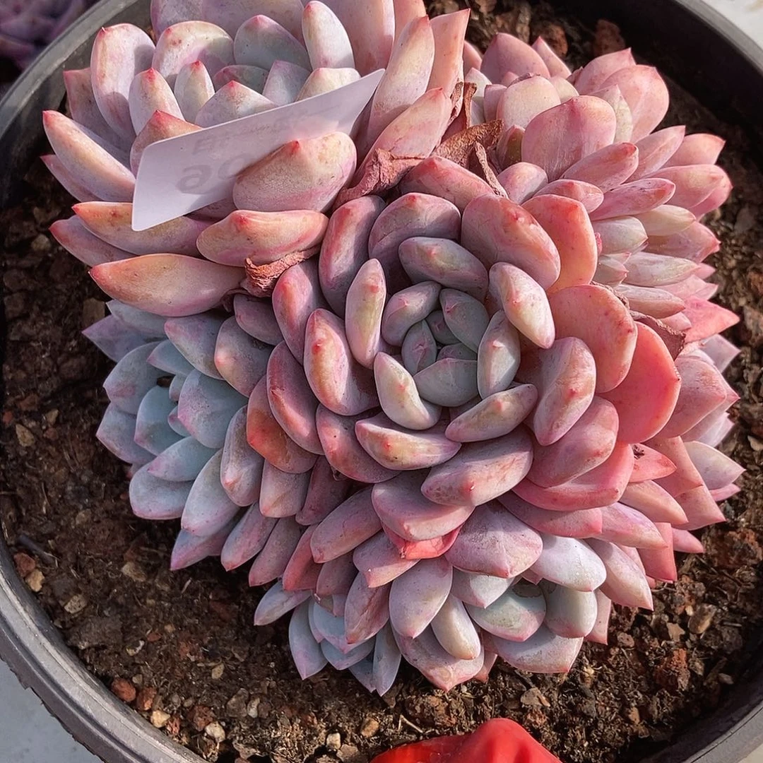 106 一物一拍不退不换