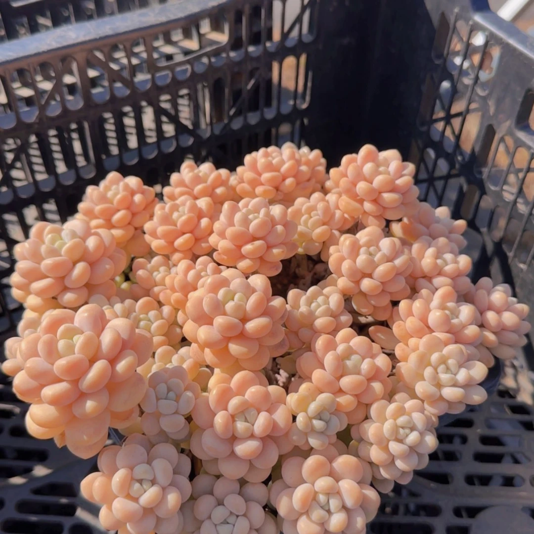 【闪购商品】大群洛可可