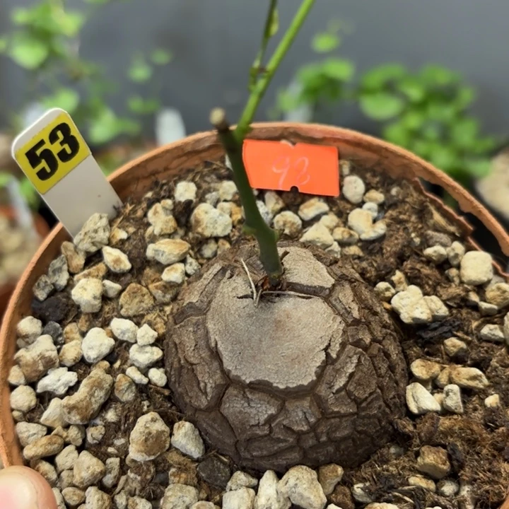 53龟甲龙不退不换