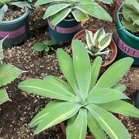 狐尾稿斑狐尾白腹轮植物