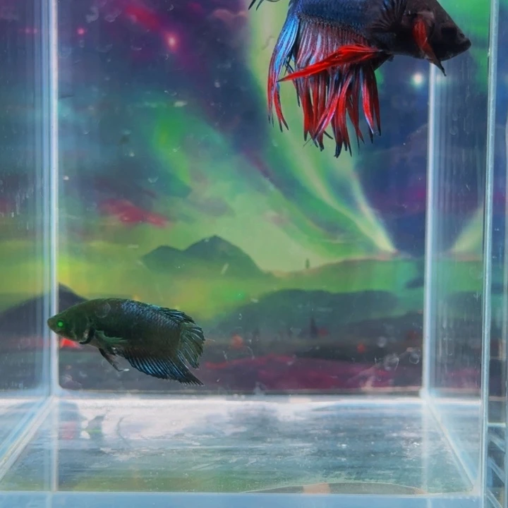 紫印母鱼我们是个有担当自己也