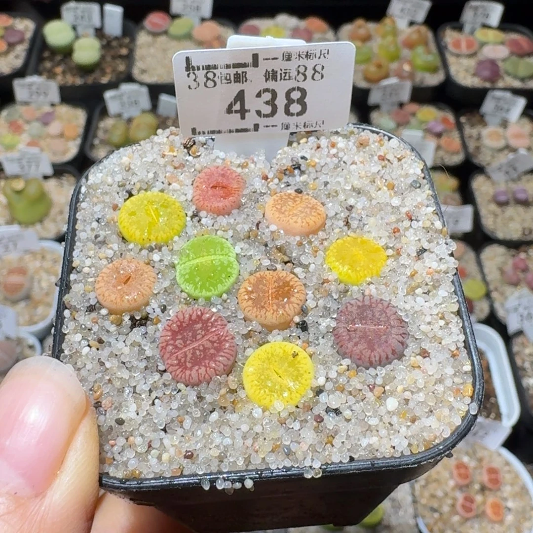 Sss清货便宜出438