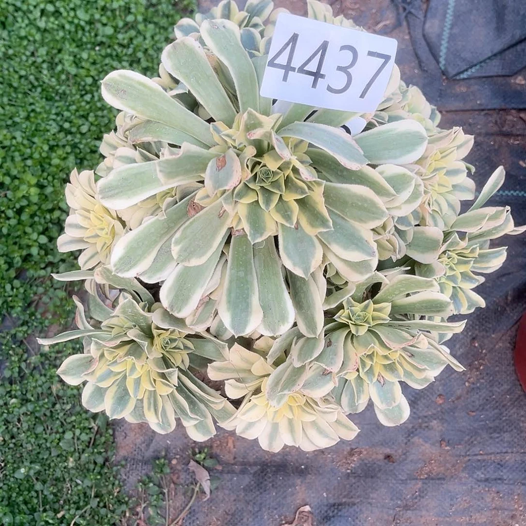 4437绿豆沙多肉植物