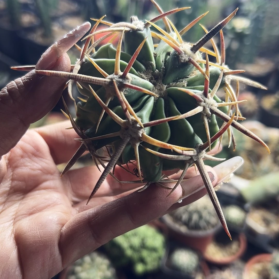 剑刺林波瑕疵福利仙人球11111111