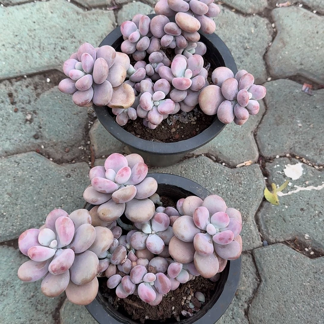 ****嘿大号圆叶桃蛋多肉植物