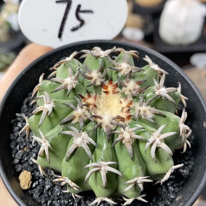 75号实生猫爪圆盘玉6cm