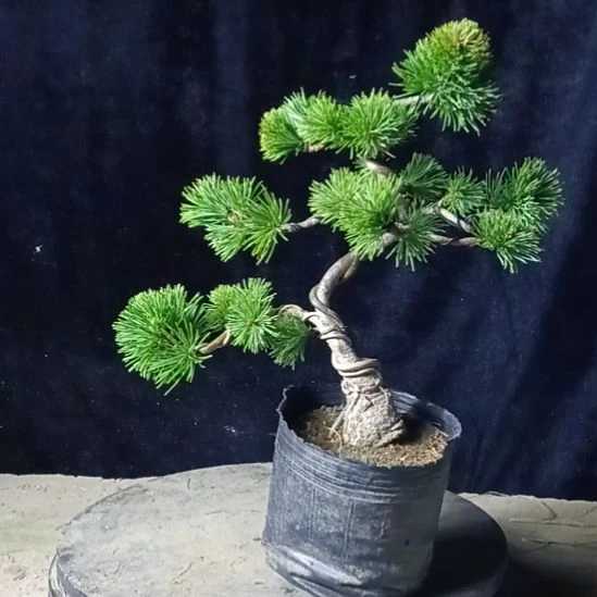 贵品松树五针松盆景微型