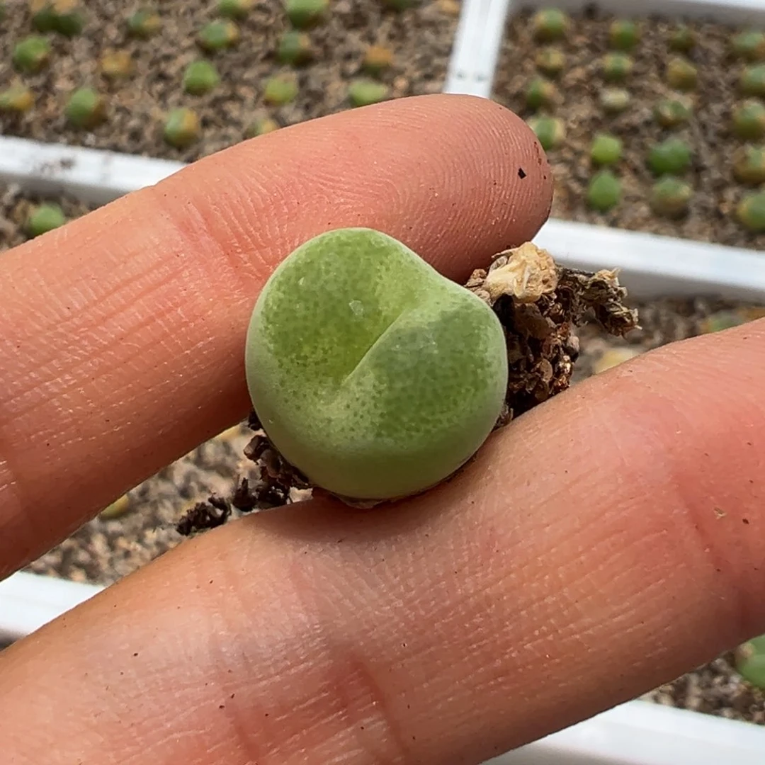 悠***u白桃x崔光 多肉植物