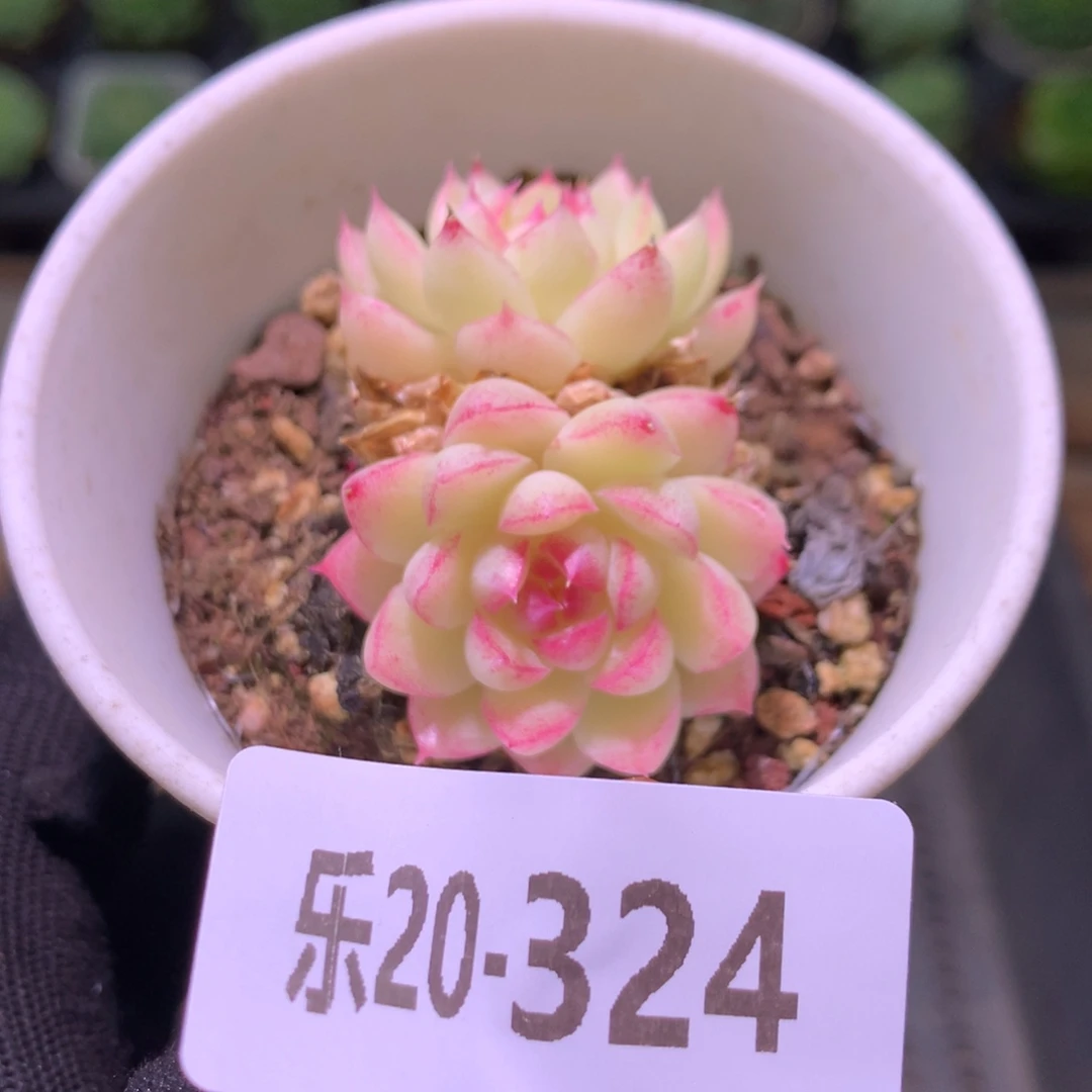乐然20-324 女王双头