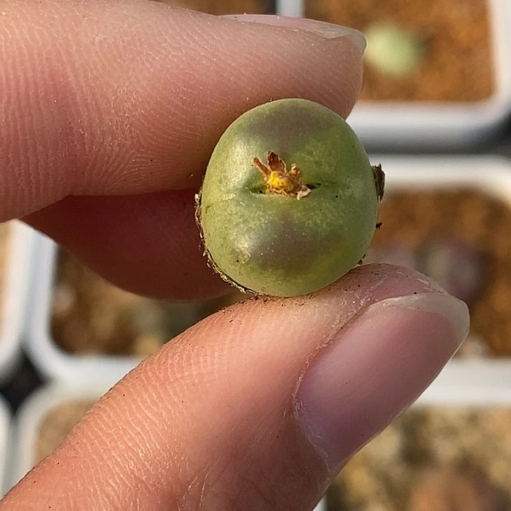 1224-20-新品杂。