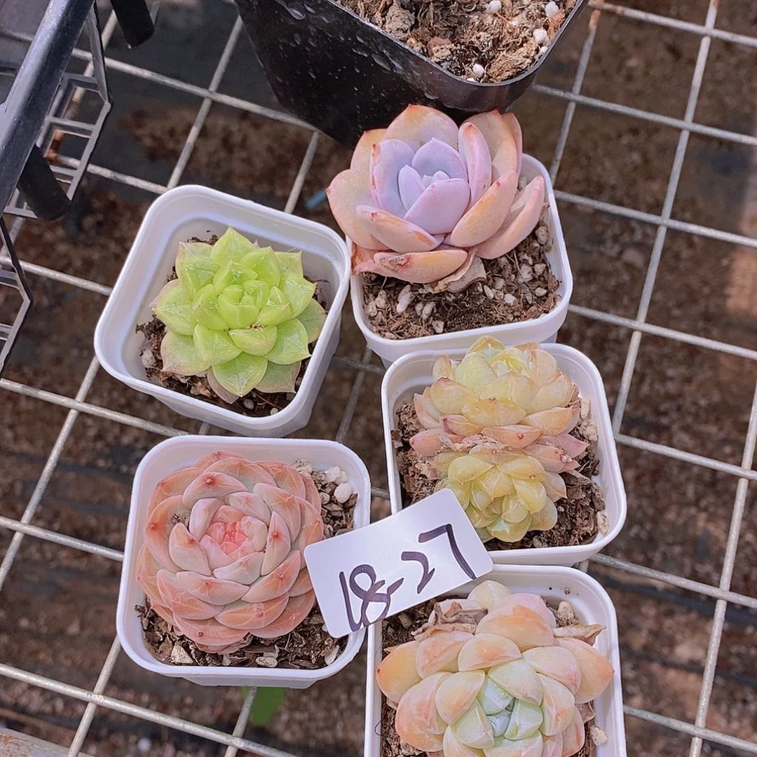 18-27 七喜组合5颗量拍