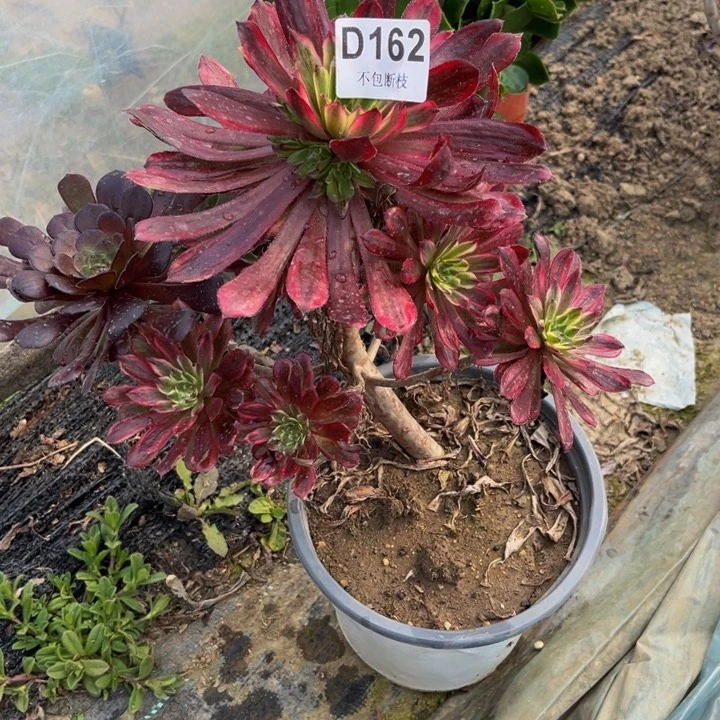 162红胭脂多肉法师不包断枝