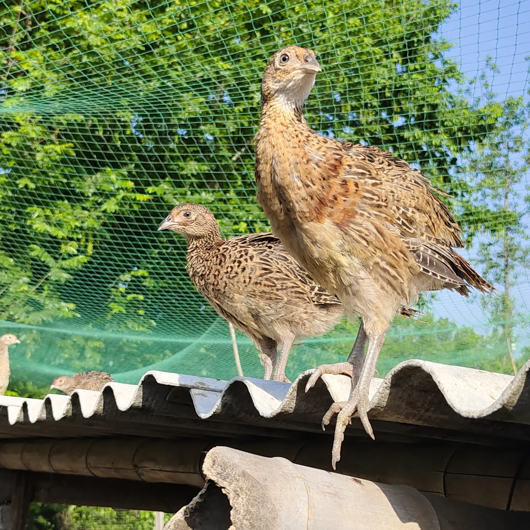 宠物鸡七彩山鸡脱温苗半大鸡，顺丰包邮包损到家