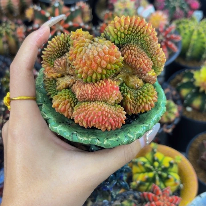 群龙貘缀0000000000000308