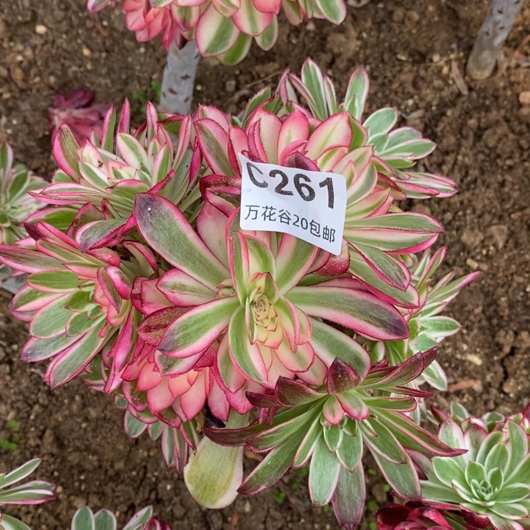 261倾城多肉植物砍过