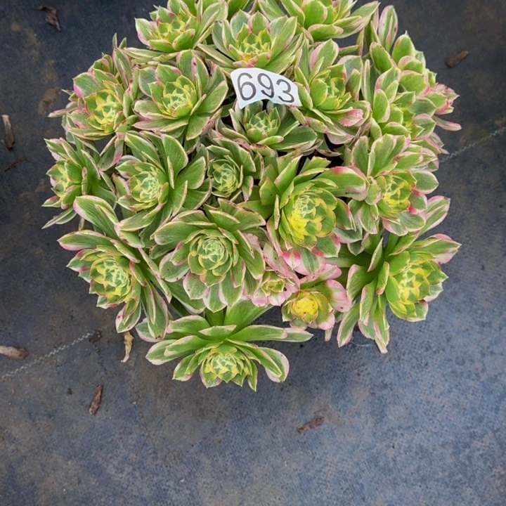 000000000693玉芙蓉