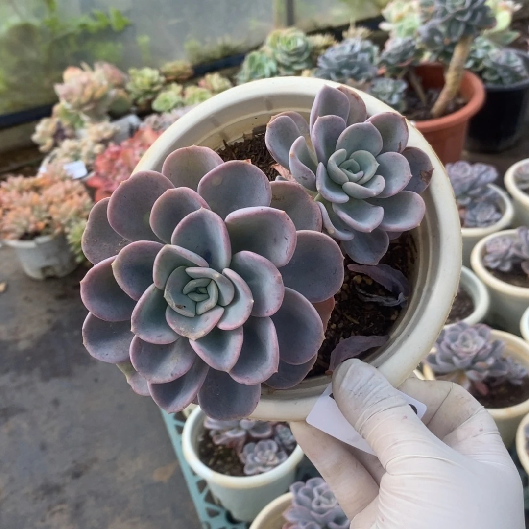 2809美尻双头一物一拍