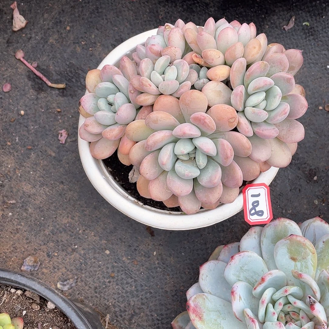 108白鹭 一物一拍多肉