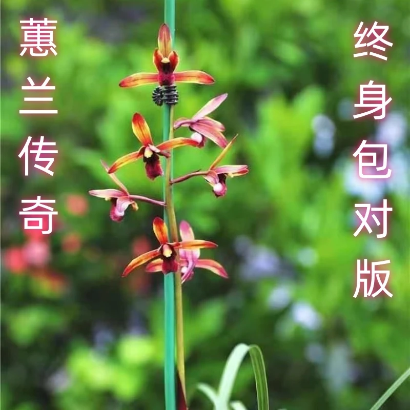 蕙兰名品高端红素【传奇】终身包对版 假一赔十放心购买