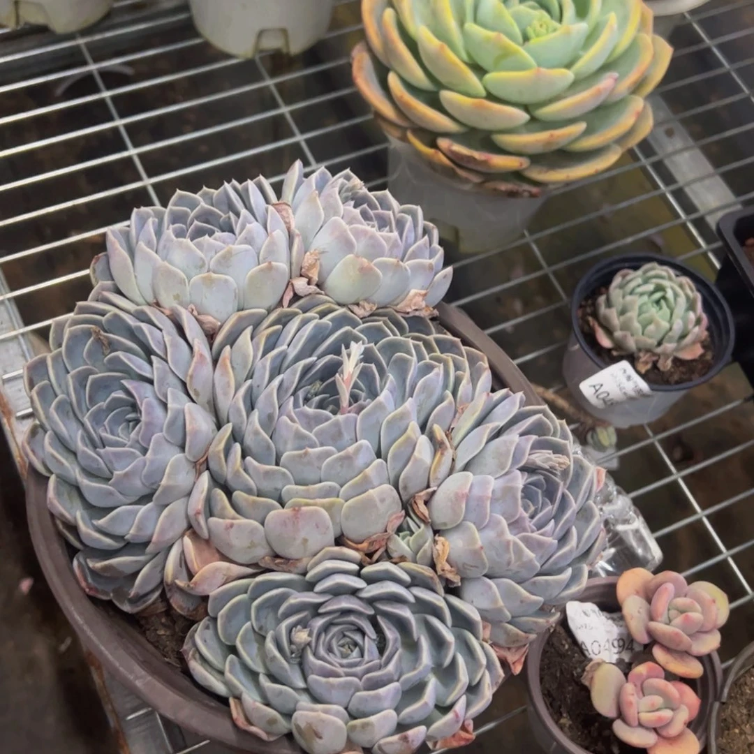 汉堡大群生整桩多肉