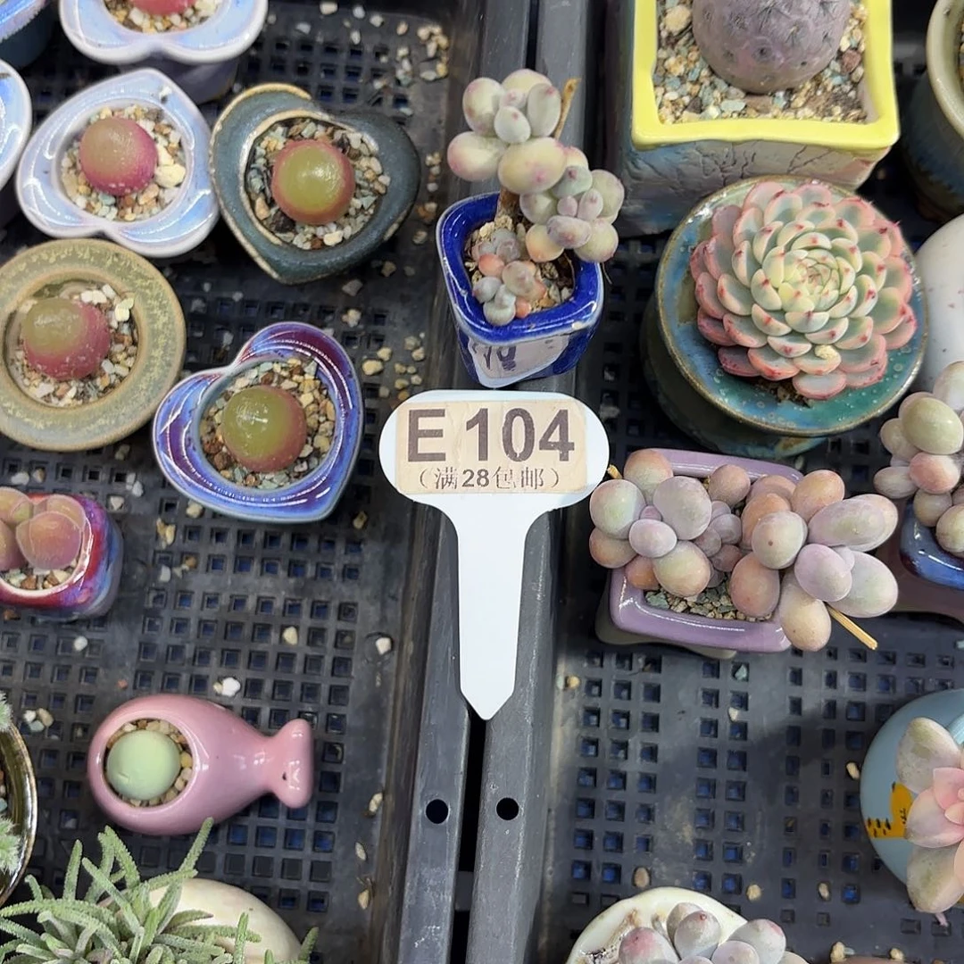 E104萤火虫奶酪一物一拍