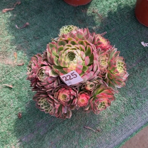 225海王朵朵多肉，