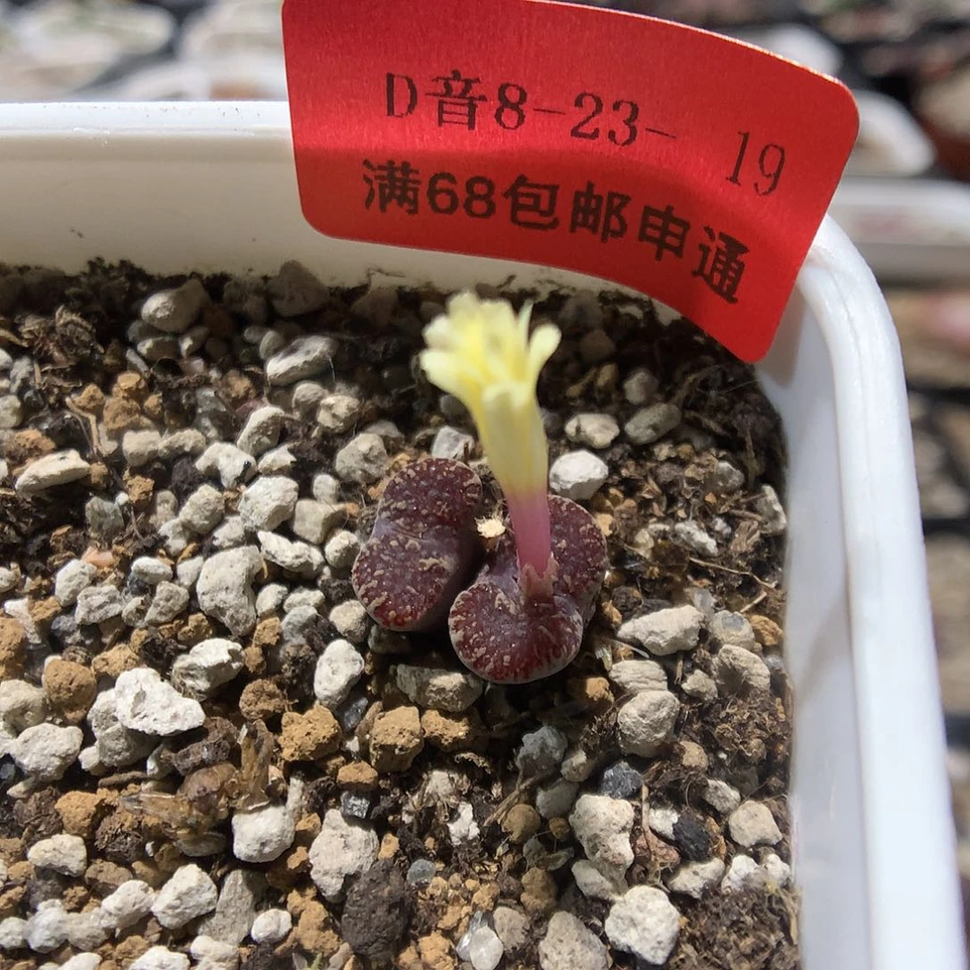 8-23-19    大窗鱼子酱